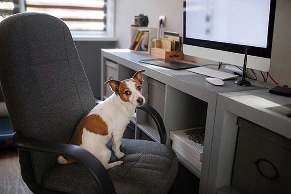 dog-at-workplace Dog patiently sits in a desk chair at the office.