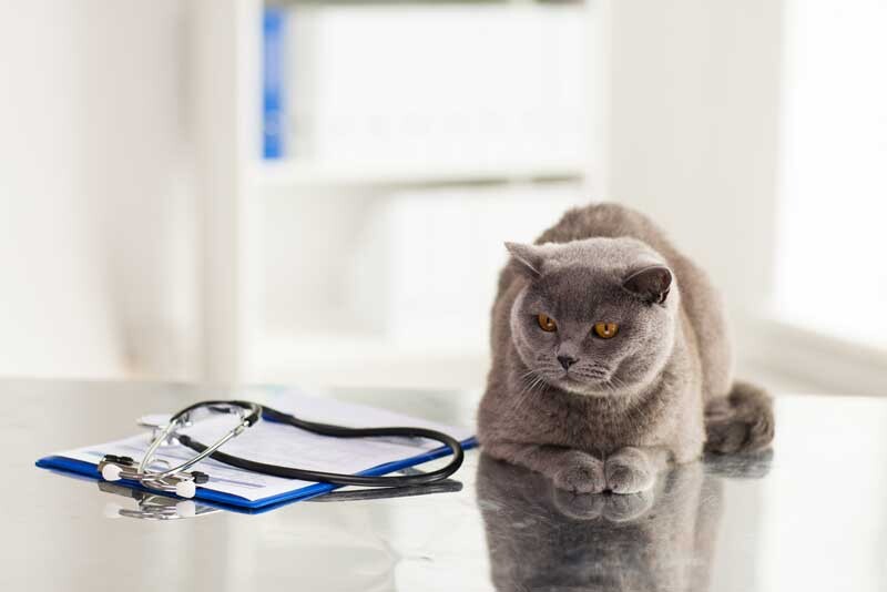 veterinary-clinic-cleaning-CTA-mobile