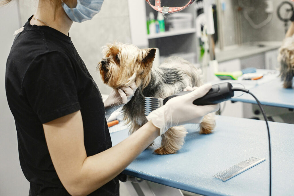 A clean pet grooming facility.
