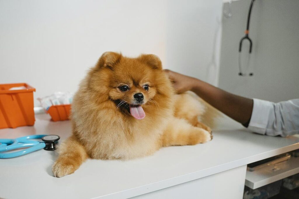 happy healthy dog in a clean veterinary clinic